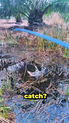 Most Unique Bait Fish Catching Techniques in The World #fishing #shortvideo