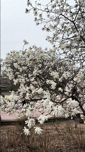 Spring Time, New York City 🌲🪻#newyorkcity