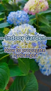 How to propagate hydrangea #garden #homegarden #indoorplants #houseplants #indoorgarden #plants #flowers #hydrangeas | Planting Fever