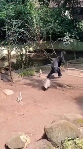 Mean monkey hahaa 😂 #animal #funnyvedio #fbreels #highligtheveryone #fypシ゚ #foryou #MarkZuckerberg #Chatgpt #reels #viral #funny #everyone #troll #Amazing #california #memes #california #memes #funnymoments | 루키밍 Rookie SLIME