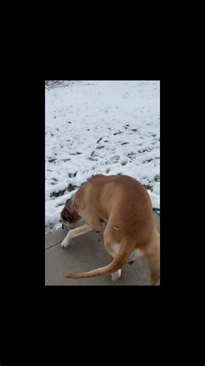 Calling all Great Dane lovers! Meet Cletus, our 5–7 year old Great Dane who is so ready to stretch those long legs in his forever home! This gentle giant is as laid-back as they come. He gets along wonderfully with other dogs, walks like a dream on a leash, and is just looking for a comfy couch and a family to adore him. Cletus’ adoption fee is only $100, and that includes his neuter, up-to-date vaccines, heartworm test, and microchip. If you’ve been waiting for a big, sweet, easygoing buddy… Cl