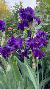Our favorite Iris In Our Garden #iris #flower #gardening #garden #flowerlovers #fyp #IRIS #reelsvideoシ | Little Rose Garden