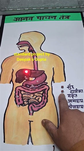 digestive system working model #digestivesystem #schoolproject #shortsfeed #ytshorts #shorts #diy