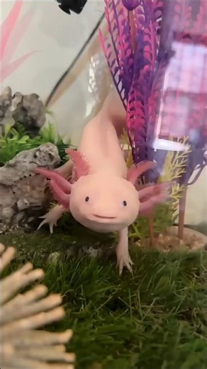 This Animal Can REGROW Its All ORGANS Multiple Times ! 😲