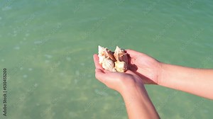 Woman person hands holding in palms fighting and horse conch seashells shells with waves in background at Barefoot Beach, Southwest Florida at Gulf of Mexico at Bonita Springs