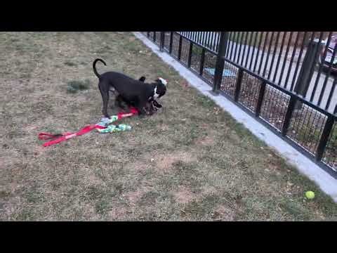 Meet Sapphire a Rottweiler currently available for adoption! 11/24/2025 1:26:59 PM