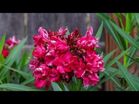 Texas Oleander Pruning