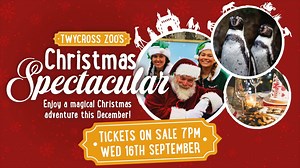 🎁🎄🎅2 sleeps to go...🎅🎄🎁 Until tickets go on sale for our NEW Christmas Spectacular experience - are you as excited as us? | Twycross Zoo