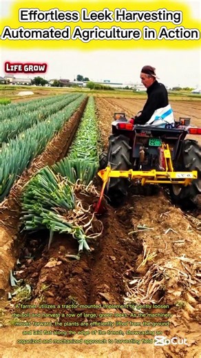 Smart Farming: Effortless Automated Leek Harvesting