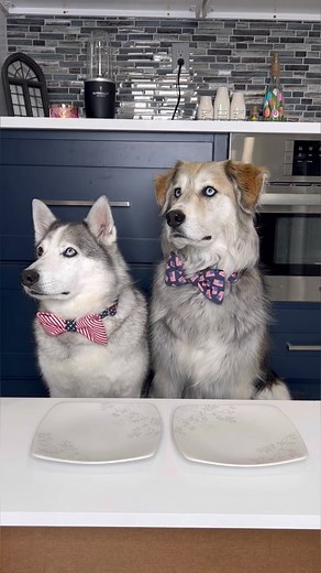 Huskies Trying Peaches, Oranges, and Other Fruits for the First Time!