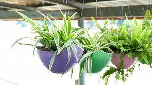 14 Best Indoor Hanging Plants For Direct Sunlight