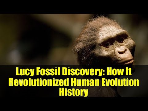 Lucy Fossil Discovery: How It Revolutionized Human Evolution History