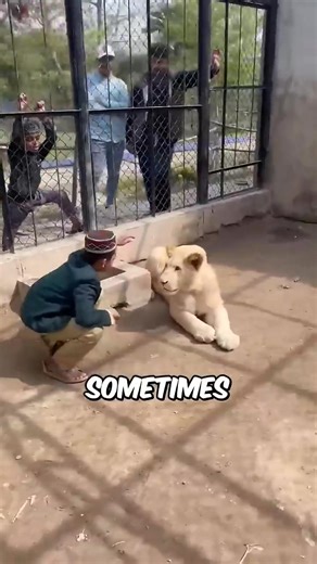 3.2K views · 12 reactions | Why Do Zoo Lions Not Attack Humans #facts #animals #followersreelsfypシ゚viralシfypシ゚viralシalシ #highlightseveryone #fblifestyletyle #wildlife | Fact Paw | Facebook