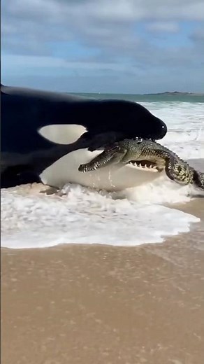 Orca vs Crocodile on South African shores: a brutal wildlife moment where nature shows no mercy…
