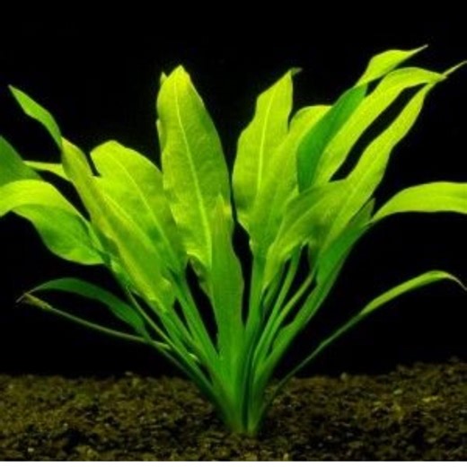 Amazon Sword Live Aquarium Plant – Echinodorus Bleheri Freshwater Plant for Fish Tank, Easy Background Aquascape Plant - Etsy