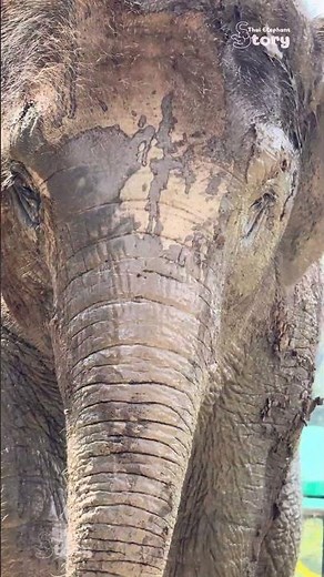 Junior the Sassy Elephant Model Struts for the Camera! - Thai Elephant Story