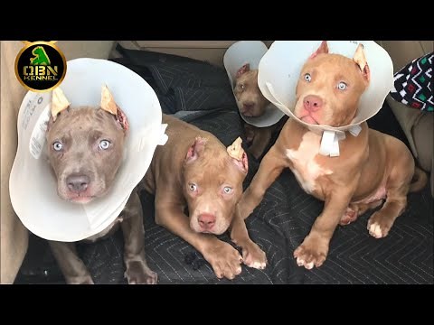 American Bully PUPPY Ear Crop After Care