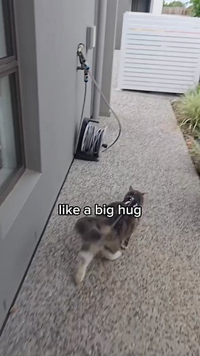 18K views | Cat hiking is more than just those cool TikTok’s, it's a...