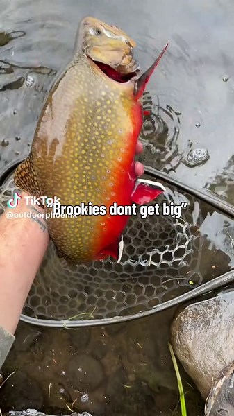 Yeah yeah ur just not targeting the biggins #fishing #trout #nature #brooktrout #outdoors