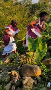 Happy black history Month Mento the music that was originated in Jamaica in the early 20th century It was popular during the plantation period and into the 1950s Mento was influenced by African slaves who sang European folk songs and added their own traditions History Neva miss wi Dweet fi yo culture: @staciafya @neko_diamond_dancer876 @massindazinga @4evaqueen23 @nekodiamond_records @authentic_jamaicans #roots #culture #black #blackhistory #blackhistorymonth #mento #jamaica🇯🇲 #dance #river #f