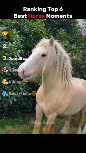 Top 6 Horse Moments You won't believe #1 🤯