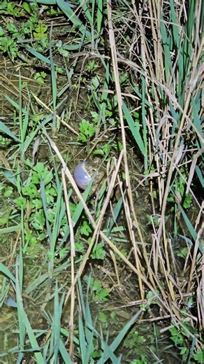 Croaking natterjack toad (Epidalea calamita / Bufo calamita)