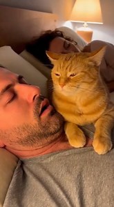 😾💤 Snore detected. Sleep interrupted. Human punished. 👋😂🐱🐾 | ApexVision Productions