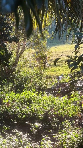🎥 Kangaroo Eating Through the Bush: True Aussie Wildlife in Action