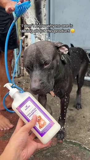 Best Tick and Flea Shampoo for Dogs Review