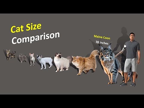 Cat Size Comparison | Different country cat breed Size Comparison