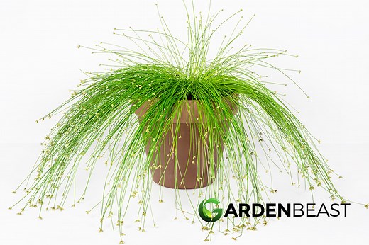Fiber Optic Grass Guide: How to Grow & Care for “Isolepis Cernua”
