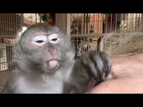 How To Lower Anxiety Macaque Style ASMR