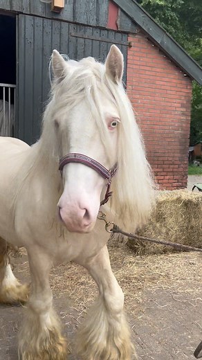 7.2K views · 109 reactions | It’s Amadeus 懶 THE GREAT FATHER 老 Gypsy Vanner Súper Cajeta  #irishtinkerhorse#gyspisvanner#rsm | Rancho San Marco “RSM” | Facebook
