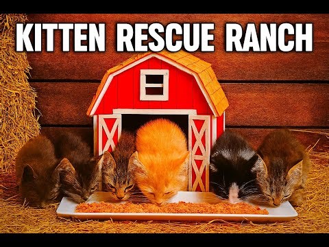 Kitten Rescue Ranch