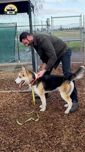 802K views · 53K reactions | Another incredible example of two dogs communicating and working it out. We went back to Marion County Dog Services to get two more dogs because they're full. These two had very different energies and we let them sort it out ❤️ | The Asher House | Facebook