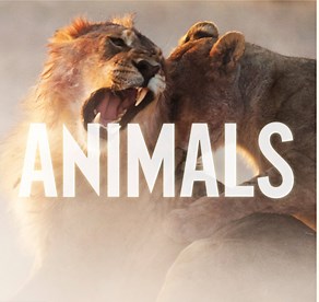"Animals" by Maroon 5 - Song Meanings and Facts