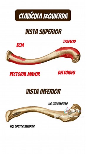 Anatomía de la Clavícula: Estructura y Función del Hueso Escapular