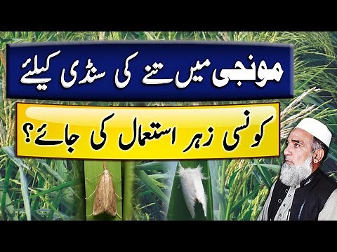 How to Control Stem borer in Rice | Crop Reformer