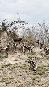 The curiosity of wild dog pups knows no bounds 🐾 the vulture, however, seems less than impressed 🤣 ⁠ 🎥: Londolozi & Duncan MacLarty | Rhino Africa
