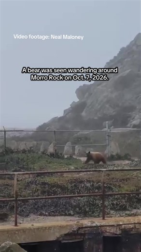 Morro Rock got an unusual visitor on Wednesday — a 2-year-old black bear. The California Department of Fish and Wildlife said it’s uncommon to see a bear at the popular tourist spot. Wildlife biologists responded and ushered the bear toward Morro Creek, which they expected it would follow back to its habitat. Read more at sanluisobispo.com. #slocounty #bear #morrobay #morrorock #wildlife
