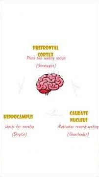 Part Two: Neuroscience of Curiosity #dopamine #happy #physiology #curiosidades #animation