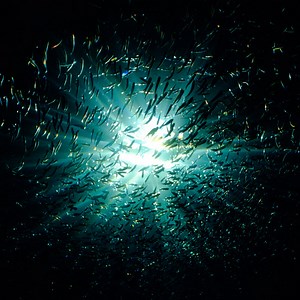 Aquaphilia, by Deep Dive Species
