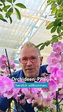 Orchideen-Pflege