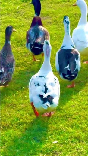 Hungry Ducks Running for Food 🦆💨🌿 | Beautiful Ducks Group | Viral Bird Video #ducks #shorts #duck