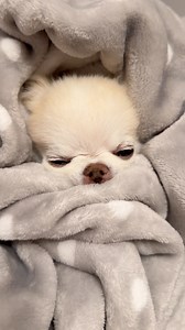 31K views · 1.5K reactions | This is the natural winter chihuahua...