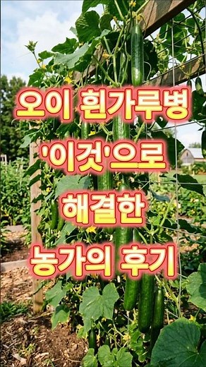오이 흰가루병 '이것'으로 해결한 농가의 후기