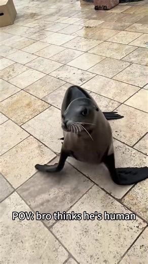 angry sea lion funny#fyp #viral #sealion #funny #foryour | sea lion