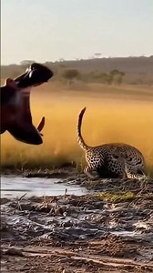 Cheetah Encounter – A Deadly Standoff with the Hippo