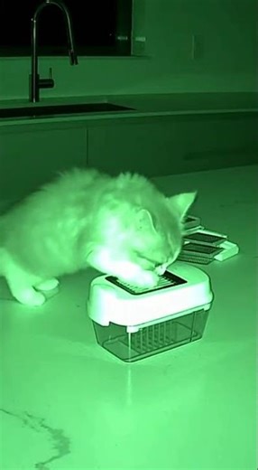 3AM kitchen raids hit different when you're a curious kitten 😹🔪 #busted