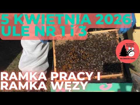 5 kwietnia 2026. Ule nr 1 i 3. Czy poszerzać już gniazdo?
